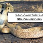 شركة مكافحة الثعابين في الشارقة