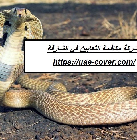شركة مكافحة الثعابين في الشارقة