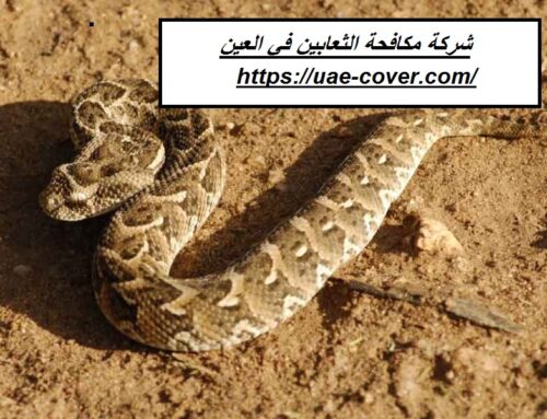 شركة مكافحة الثعابين في العين |00201114323865| الوعد الذهبي