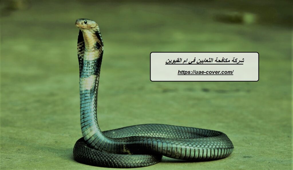 شركة مكافحة الثعابين في ام القيوين
