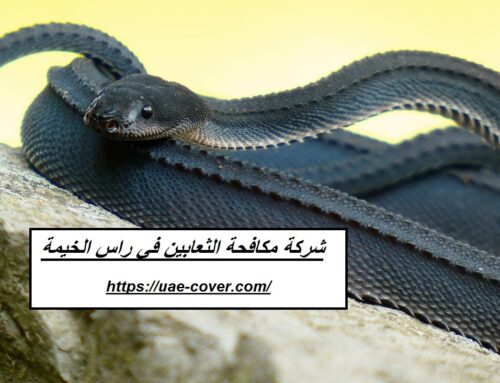 شركة مكافحة الثعابين في راس الخيمة |00201114323865