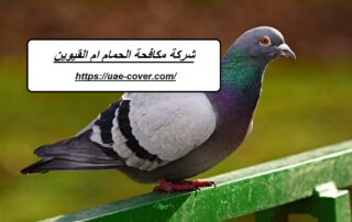 شركة مكافحة الحمام ام القيوين