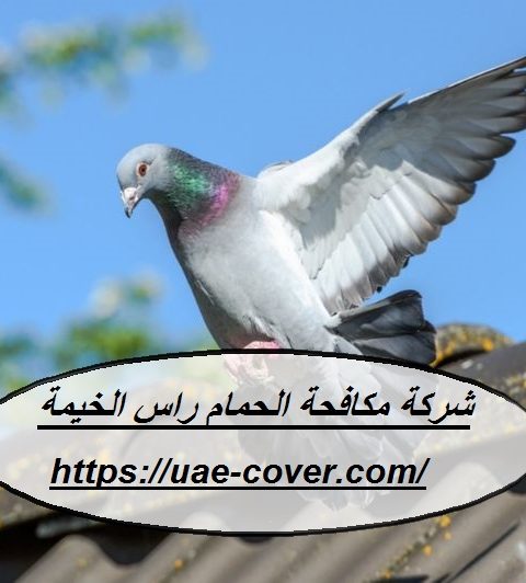 شركة مكافحة الحمام راس الخيمة
