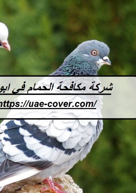 شركة مكافحة الحمام في ابوظبي