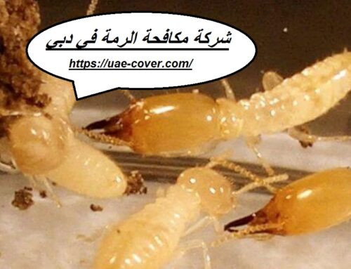 شركة مكافحة الرمة في دبي |00201114323865| النمل الابيض