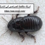 شركة مكافحة الصراصير في الشارقة