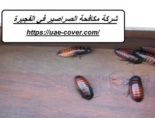 شركة مكافحة الصراصير في الفجيرة |00201114323865| رش حشرات
