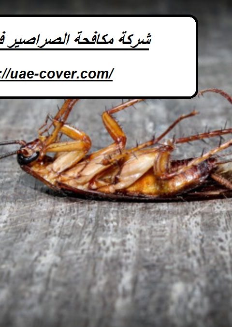 شركة مكافحة الصراصير في ام القيوين