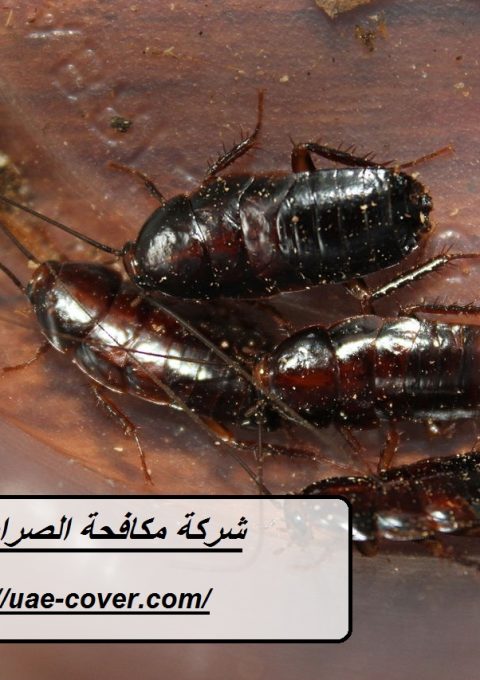 شركة مكافحة الصراصير في دبي