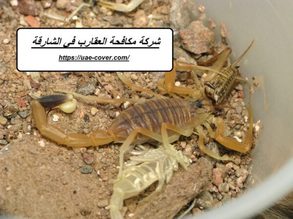 شركة مكافحة العقارب في الشارقة