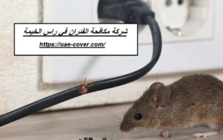 شركة مكافحة الفئران في راس الخيمة