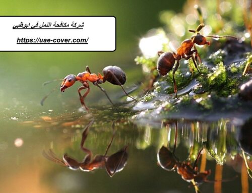 شركة مكافحة النمل في ابوظبي |00201114323865| طرد النمل