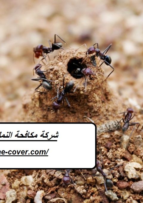 شركة مكافحة النمل في الفجيرة
