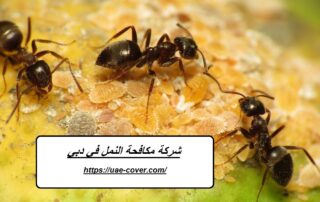 شركة مكافحة النمل في دبي