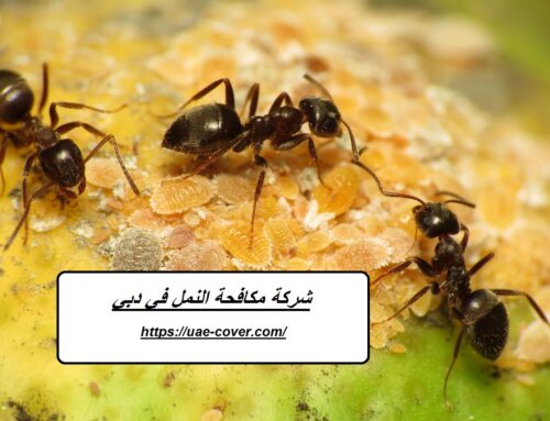 شركة مكافحة النمل في دبي |00201114323865| طرد النمل