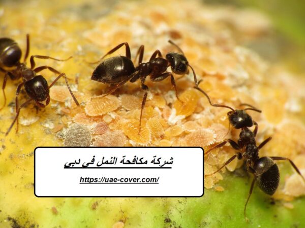 شركة مكافحة النمل في دبي