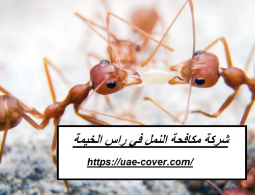 شركة مكافحة النمل في راس الخيمة |00201114323865| ابادة النمل