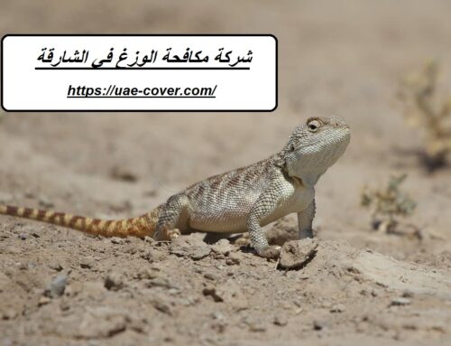 شركة مكافحة الوزغ في الشارقة |00201114323865| مكافحة الابراص