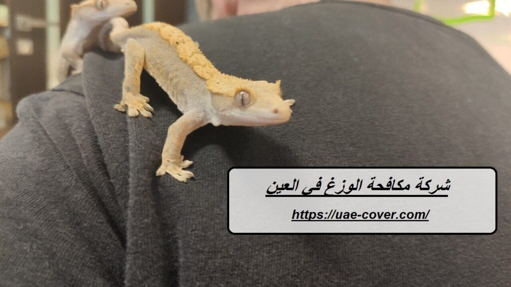 شركة مكافحة الوزغ في العين