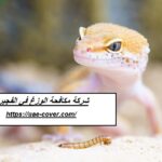 شركة مكافحة الوزغ في الفجيرة