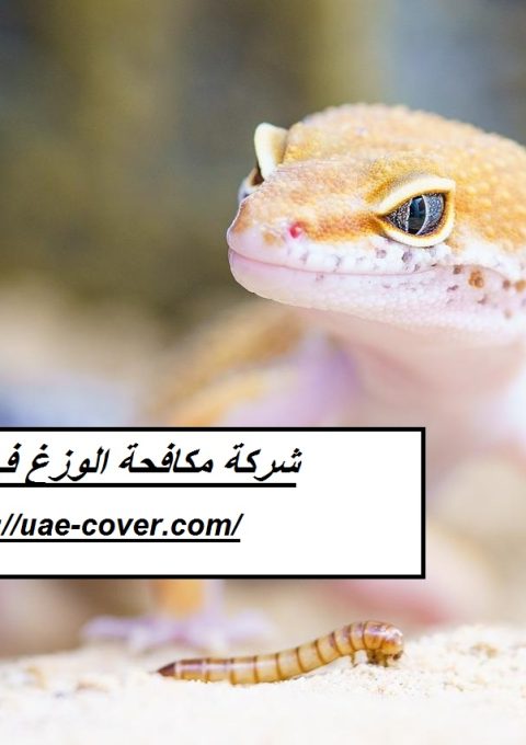 شركة مكافحة الوزغ في الفجيرة