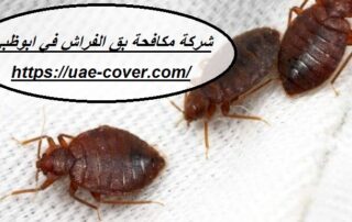 شركة مكافحة بق الفراش في ابوظبي