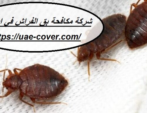 شركة مكافحة بق الفراش في ابوظبي |00201114323865| ابادة تامة