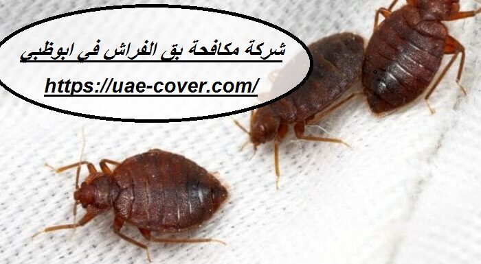 شركة مكافحة بق الفراش في ابوظبي