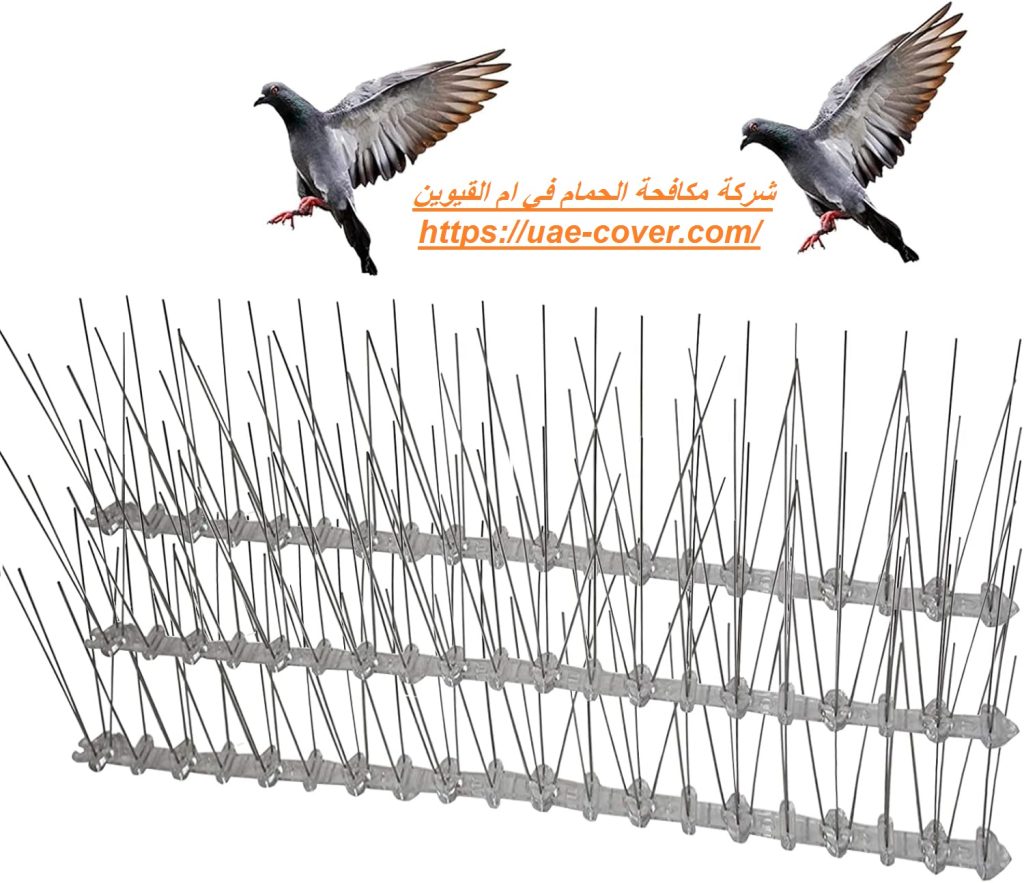 شركة مكافحة الحمام في ام القيوين