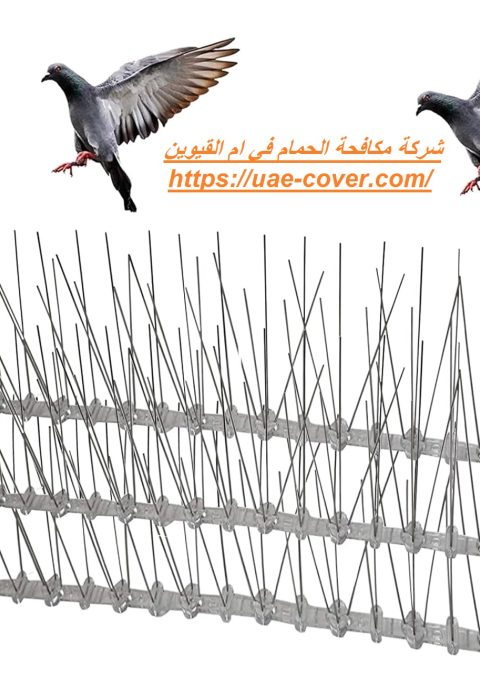 شركة مكافحة الحمام في ام القيوين