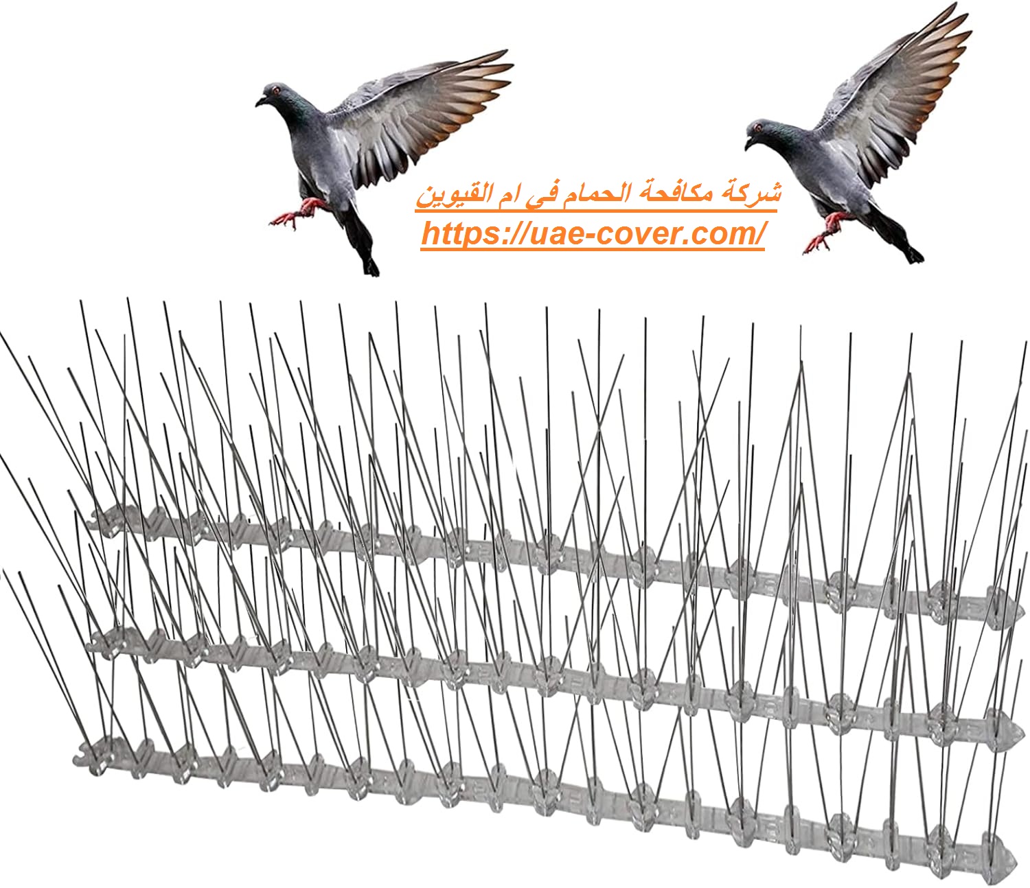 شركة مكافحة الحمام في ام القيوين